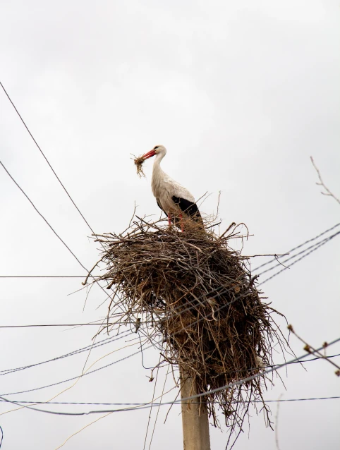 Track storks