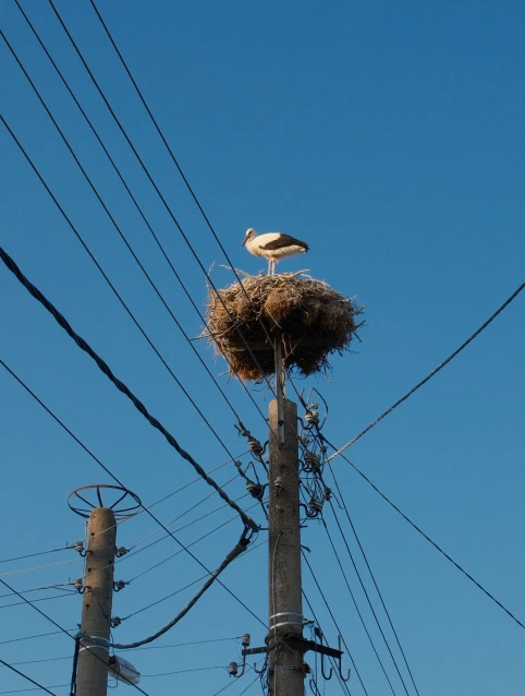 Track storks