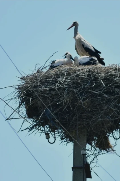 DTEK Grids shares bird protection experience at “Free Sky for Birds 2026”