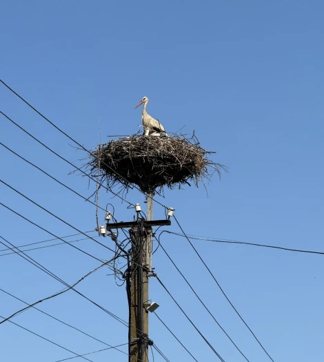 Track storks