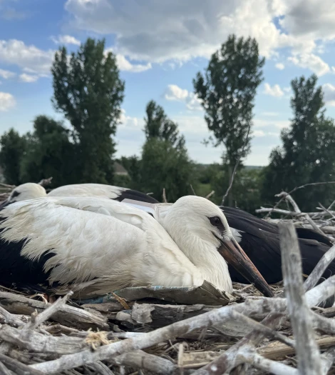 Track storks