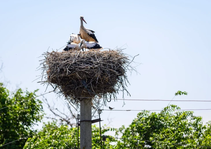 Track storks