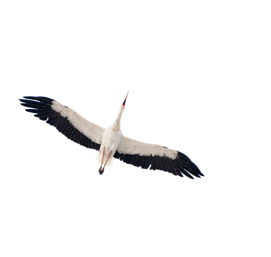 Track storks