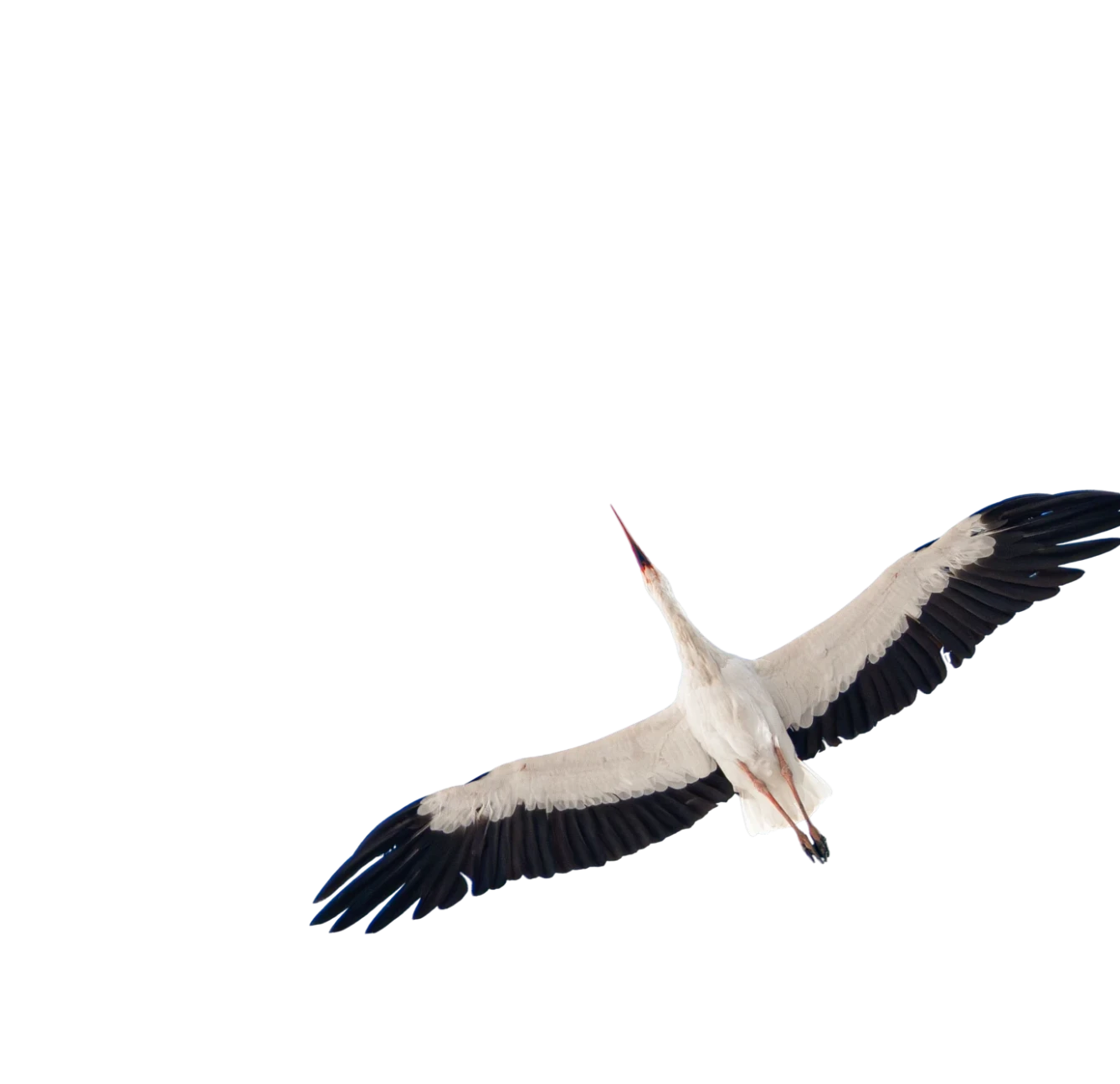 Track storks