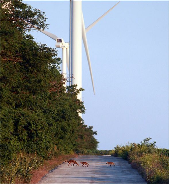 22 травня - Міжнародний день біологічного різноманіття