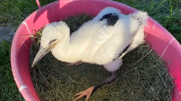 Rescued stork