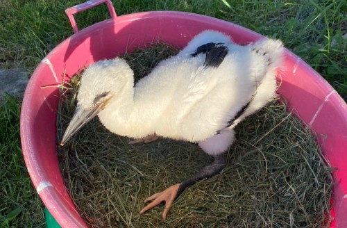 Rescued stork