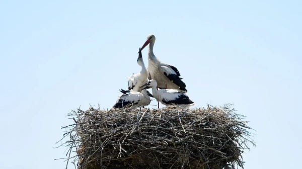 DTEK Grids Won a Green Oscar