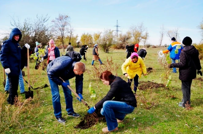 Енергетики ДТЕК Дніпрообленерго посадили в Апостолово молодий ліс з 3000 дерев