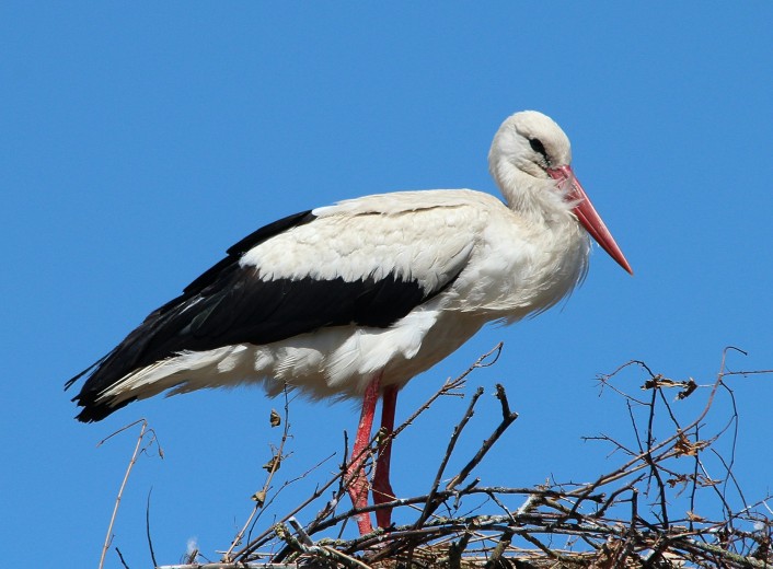 Safe Nests: How DTEK Dnipro Grids Specialists Prepared for the Return of Storks