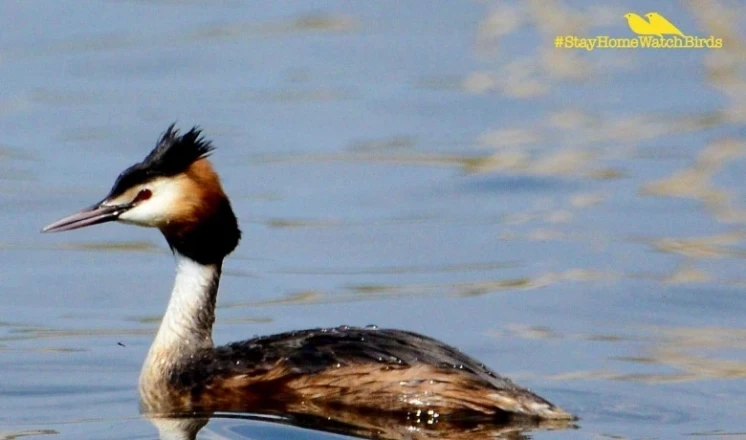 DTEK Burshtyn TPP energy specialists call for quarantine adherence and promote bird watching #StayHomeWatchBirds
