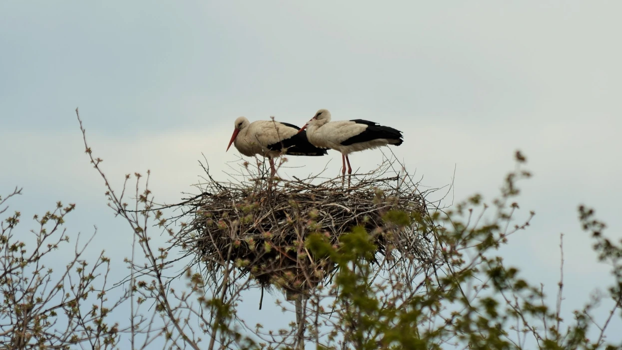 22 травня - Міжнародний день біологічного різноманіття
