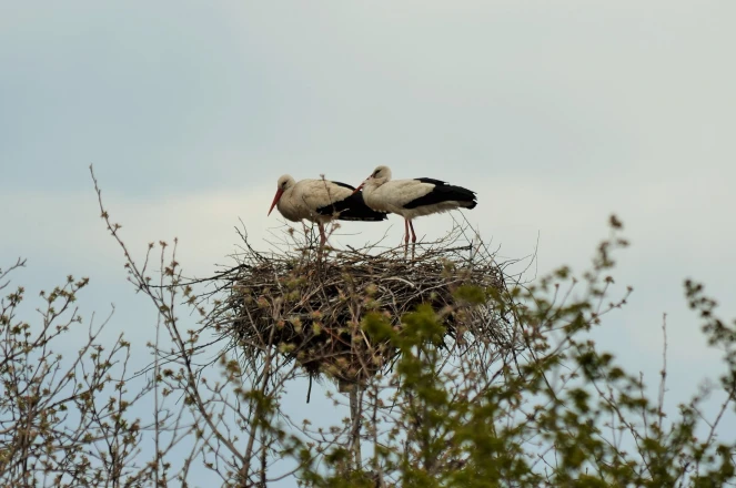 22 травня - Міжнародний день біологічного різноманіття