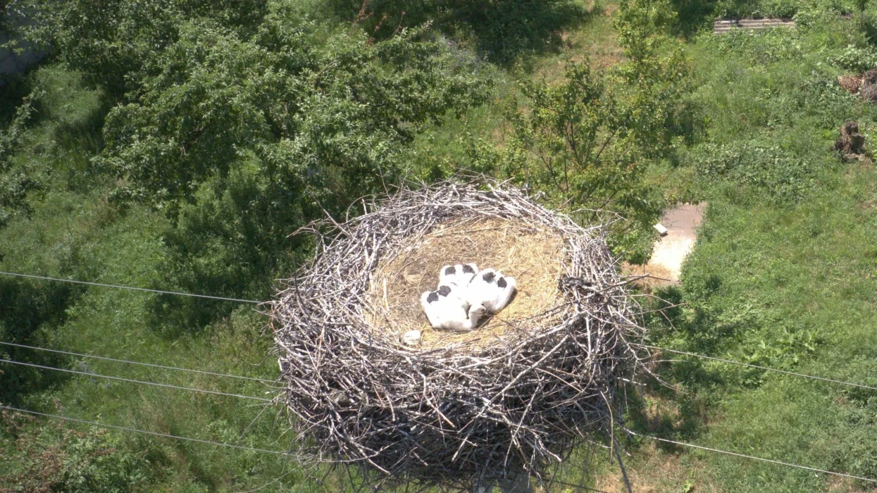 DTEK solution for monitoring bird nests on power lines wins at the UN Global Compact hackathon