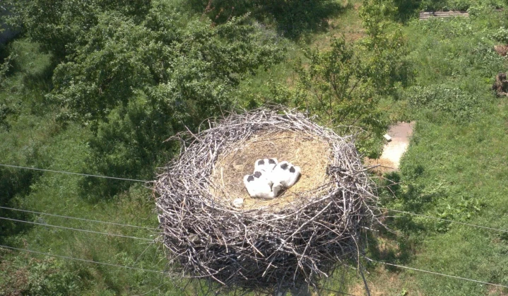 DTEK solution for monitoring bird nests on power lines wins at the UN Global Compact hackathon