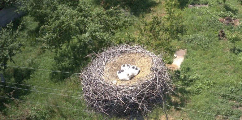 DTEK solution for monitoring bird nests on power lines wins at the UN Global Compact hackathon