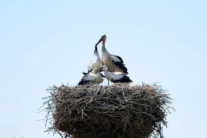 DTEK Grids Won a Green Oscar