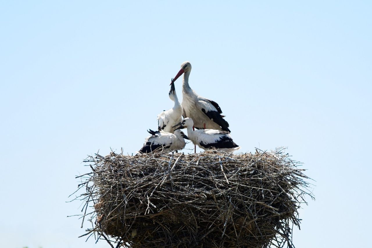 ДТЕК Мережі отримав «зелений» Оскар