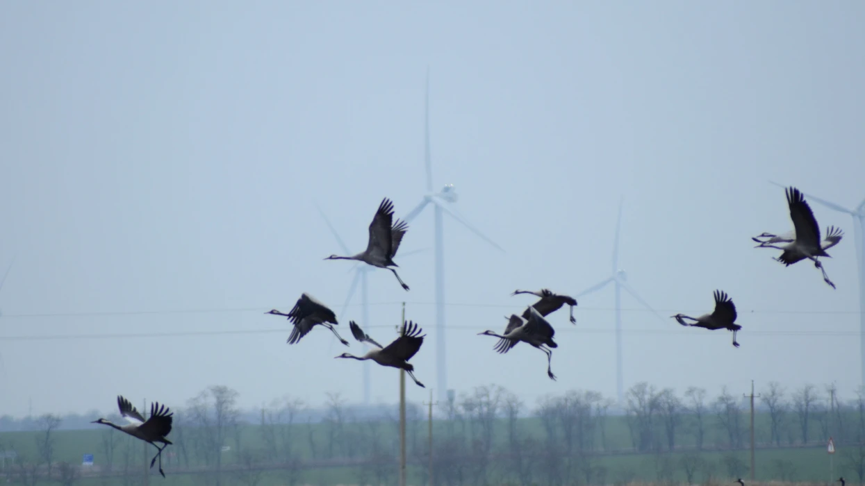 Protecting the bird population and fighting climate change – the key areas of DTEK Renewables eco-programs