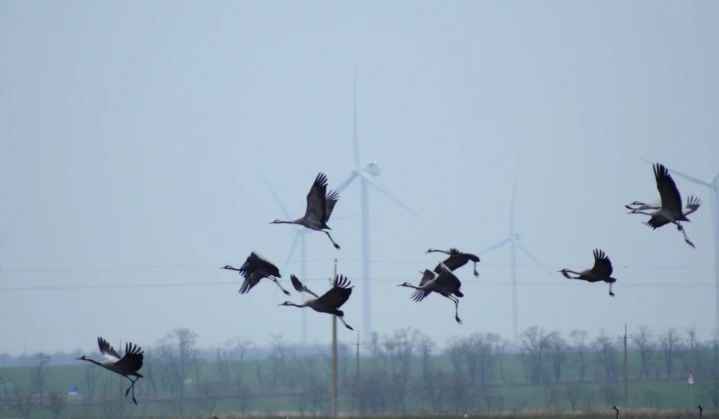Protecting the bird population and fighting climate change – the key areas of DTEK Renewables eco-programs