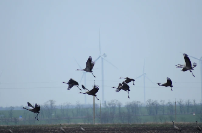 Protecting the bird population and fighting climate change – the key areas of DTEK Renewables eco-programs