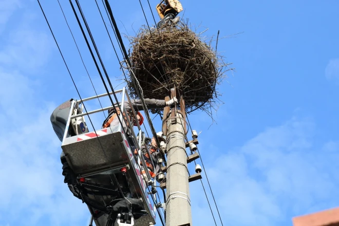 До Міжнародного дня птахів: як фахівці  ДТЕК Мережі піклуються про білого лелеку