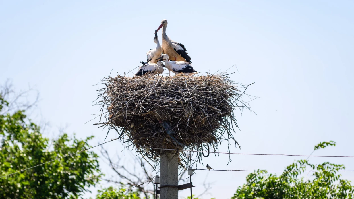 DTEK Grids saved around 1,200 white storks in Ukraine over the last year