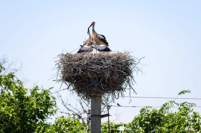 DTEK Grids saved around 1,200 white storks in Ukraine over the last year