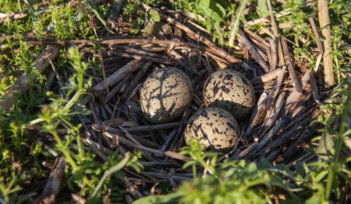 Black-winged stilt and pied avocet – birds from the Red Data Book of Ukraine found new homes on the Bird Islands from DTEK