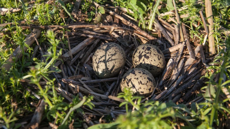 Black-winged stilt and pied avocet – birds from the Red Data Book of Ukraine found new homes on the Bird Islands from DTEK