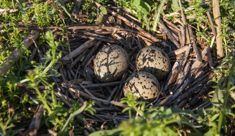Black-winged stilt and pied avocet – birds from the Red Data Book of Ukraine found new homes on the Bird Islands from DTEK