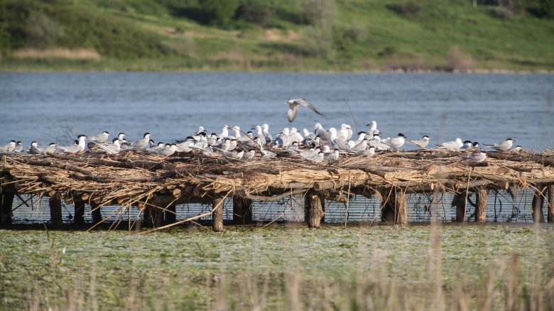 DTEK Renewables has built Bird Islands in Mykolayiv Oblast’s Tiligul Regional Landscape Park