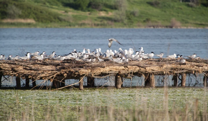 DTEK Renewables has built Bird Islands in Mykolayiv Oblast’s Tiligul Regional Landscape Park