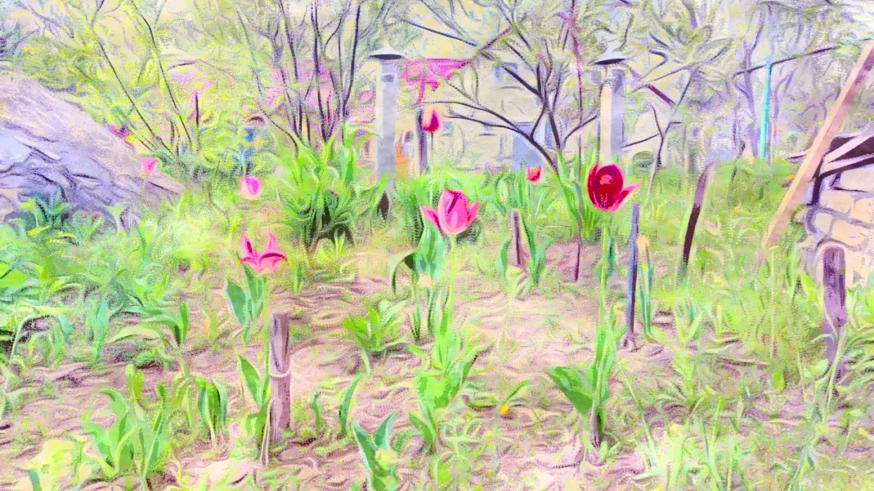 «Тюльпани чекають твоїх дбайливих рук»