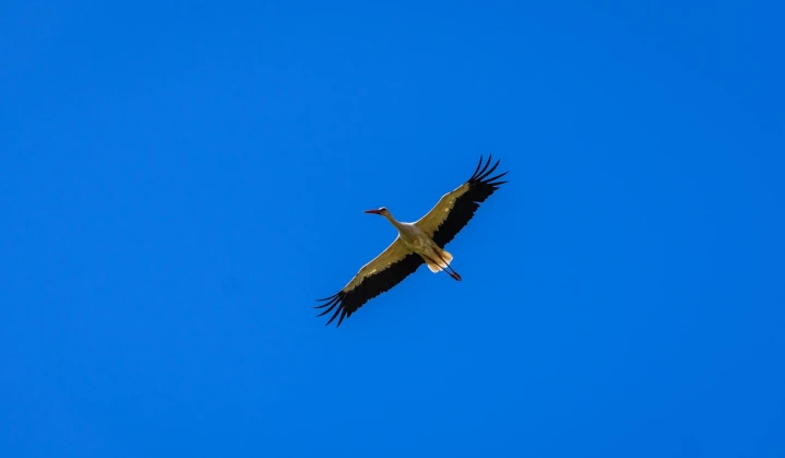 DTEK Grids joined an international project on the protection of the white stork