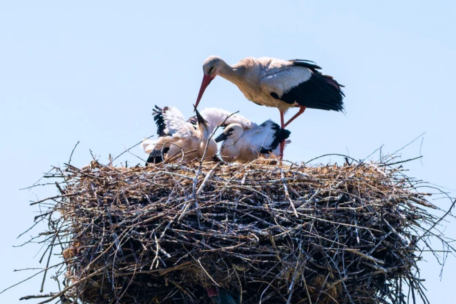 #Лелеченьки: у Дніпрі в музеї «Машини часу» відкрили першу в Україні експозицію про захист білого лелеки енергетиками ДТЕК