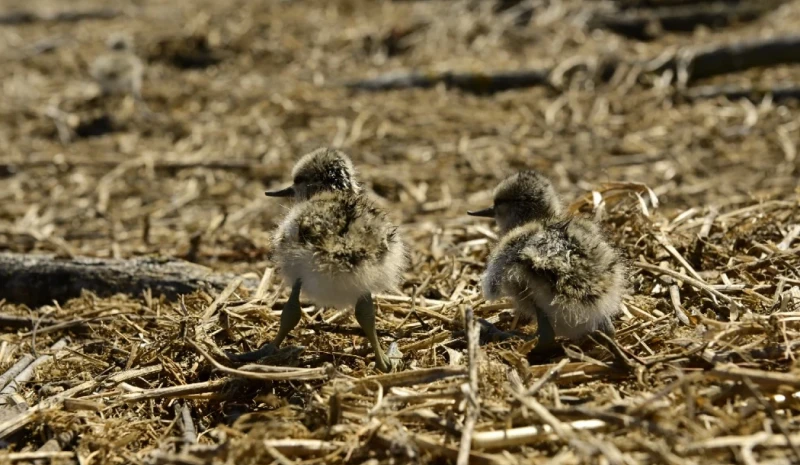 DTEK Renewables Releases the Bird Islands Atlas for 2024