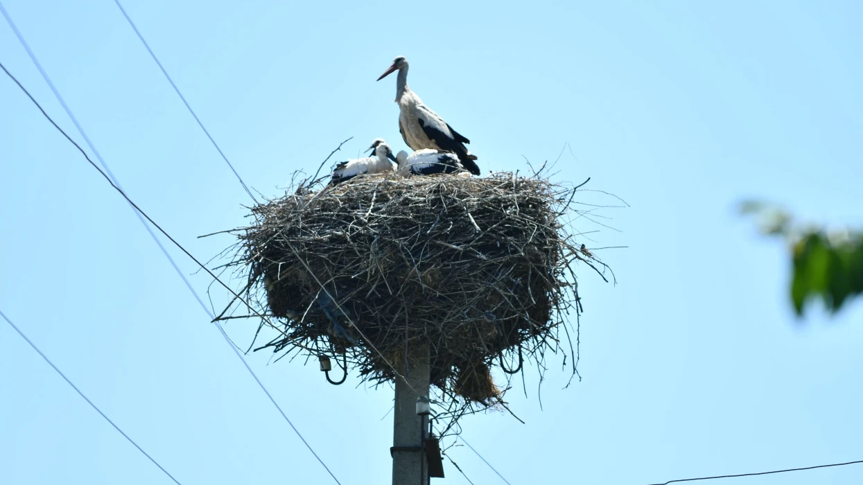 DTEK Grids shares bird protection experience at “Free Sky for Birds 2026”