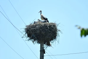 DTEK Grids shares bird protection experience at “Free Sky for Birds 2026”