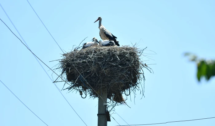 DTEK Grids shares bird protection experience at “Free Sky for Birds 2026”