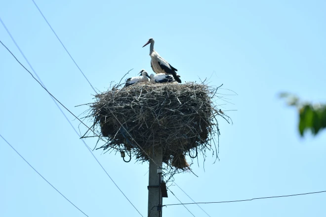 DTEK Grids shares bird protection experience at “Free Sky for Birds 2026”