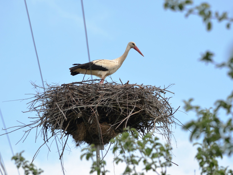 ДТЕК Мережі започаткував еколого-просвітницький проєкт із захисту білого лелеки. Зображення 3 ДТЕК Мережі започаткував еколого-просвітницький проєкт із захисту білого лелеки. Зображення 2