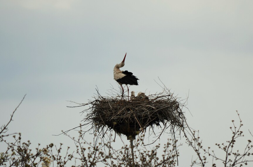 ДТЕК Мережі започаткував еколого-просвітницький проєкт із захисту білого лелеки. Зображення 5 ДТЕК Мережі започаткував еколого-просвітницький проєкт із захисту білого лелеки. Зображення 4