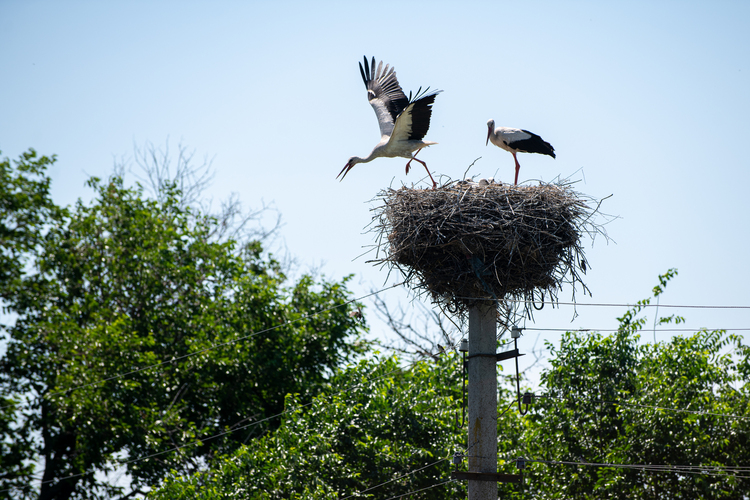 Проєкт ДТЕК Мережі #Лелеченьки - наймасштабніша акція в Україні із захисту лелек: енергетики розпочинають встановлення 120 платформ для гнізд птахів. Зображення 1