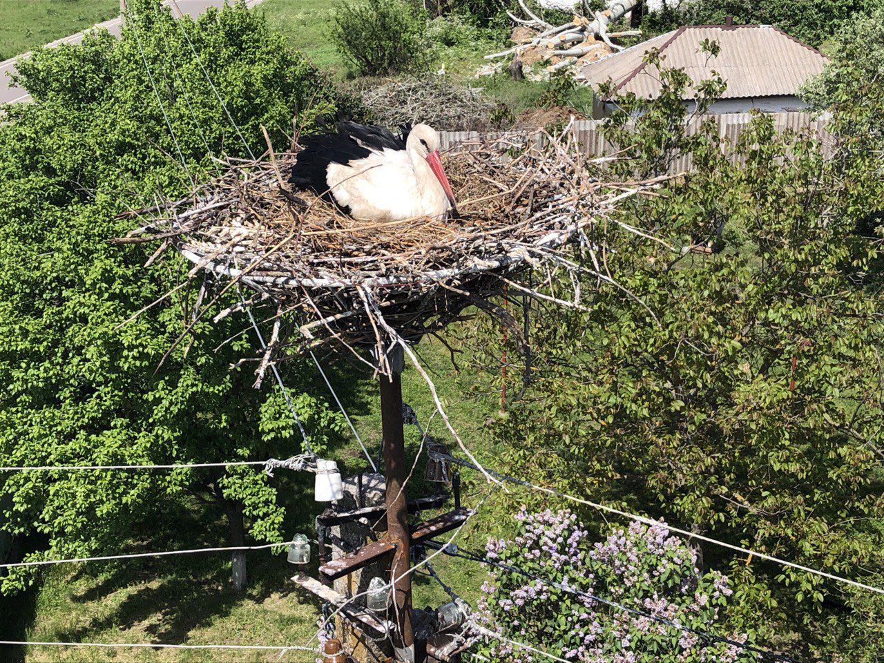 ДТЕК Мережі започаткував еколого-просвітницький проєкт із захисту білого лелеки. Зображення 7 ДТЕК Мережі започаткував еколого-просвітницький проєкт із захисту білого лелеки. Зображення 6