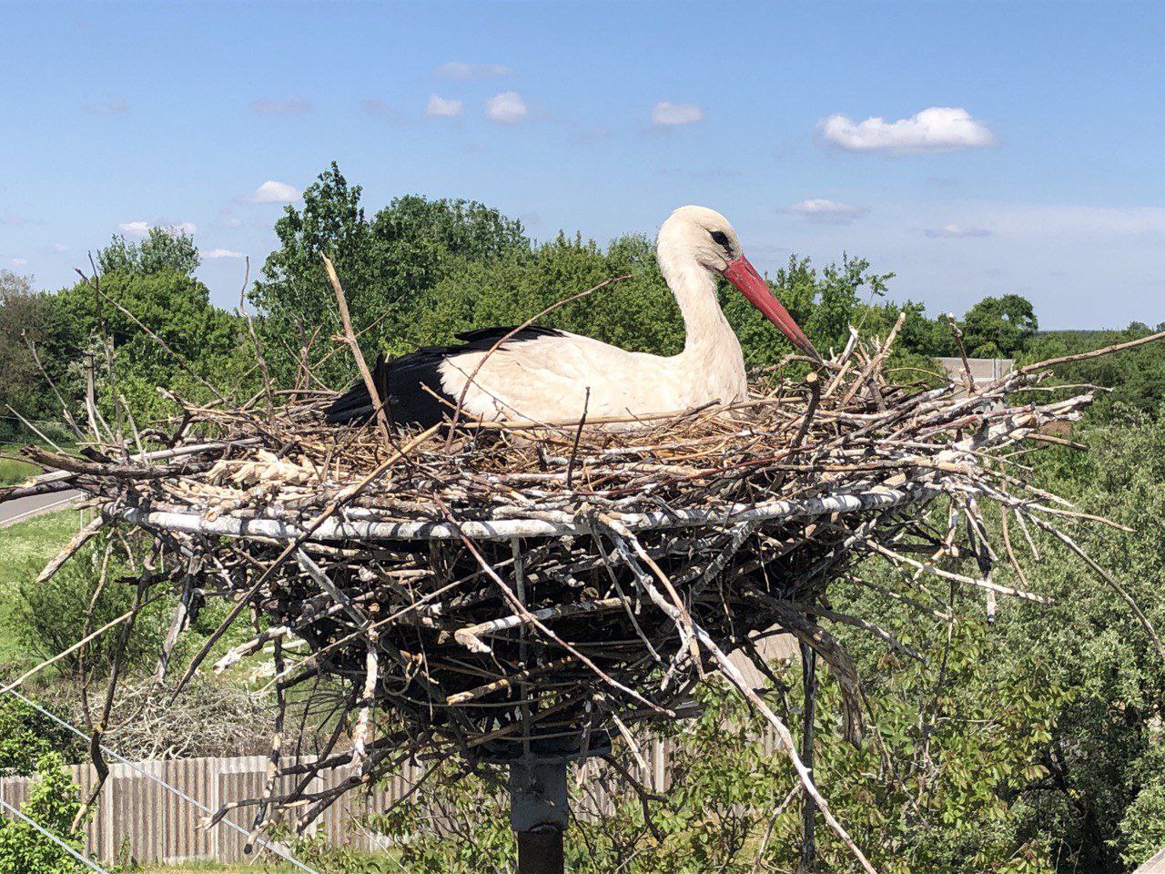 ДТЕК Мережі започаткував еколого-просвітницький проєкт із захисту білого лелеки. Зображення 9 ДТЕК Мережі започаткував еколого-просвітницький проєкт із захисту білого лелеки. Зображення 8