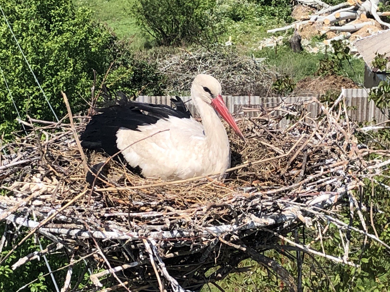 ДТЕК Мережі започаткував еколого-просвітницький проєкт із захисту білого лелеки. Зображення 8 ДТЕК Мережі започаткував еколого-просвітницький проєкт із захисту білого лелеки. Зображення 7