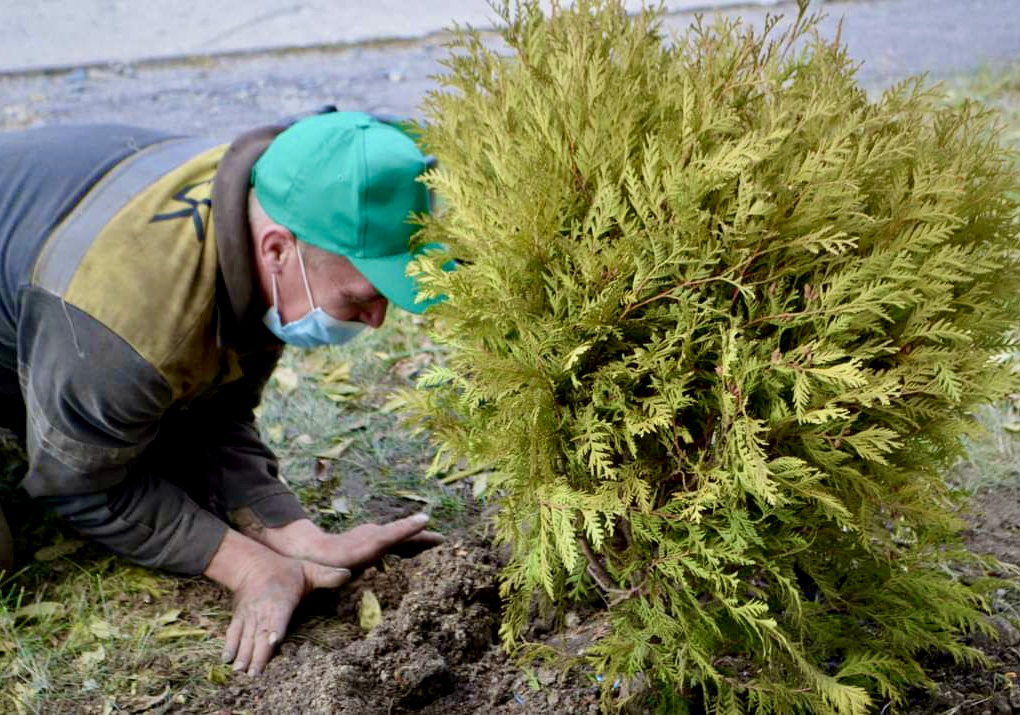 ДТЭК, посадка деревьев, сотрудники ДТЭК